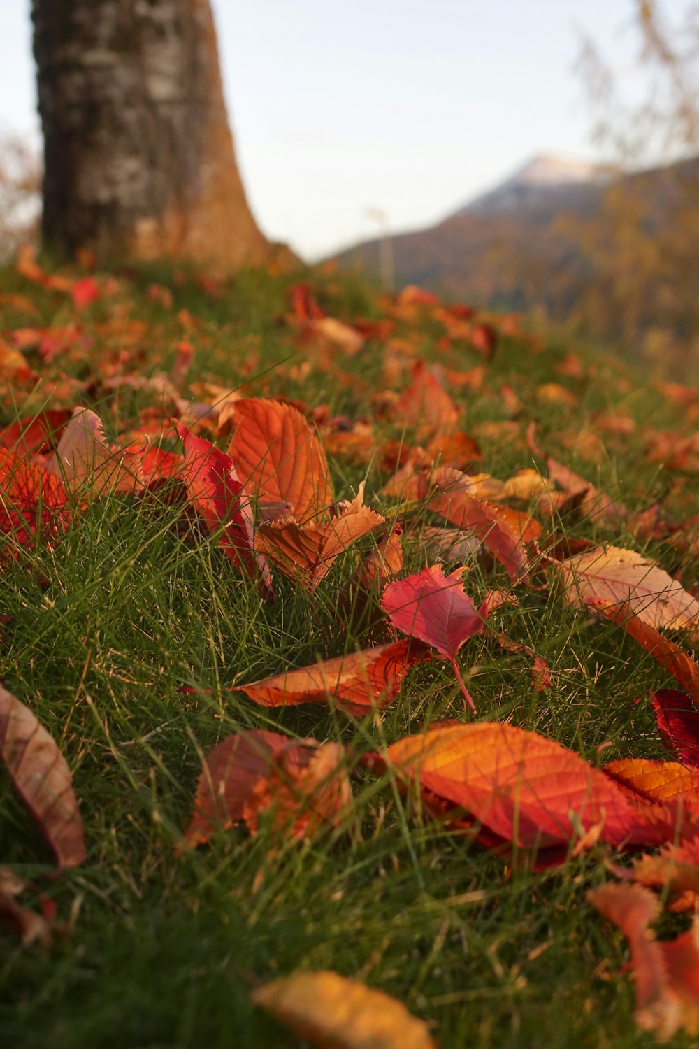 orange leaves