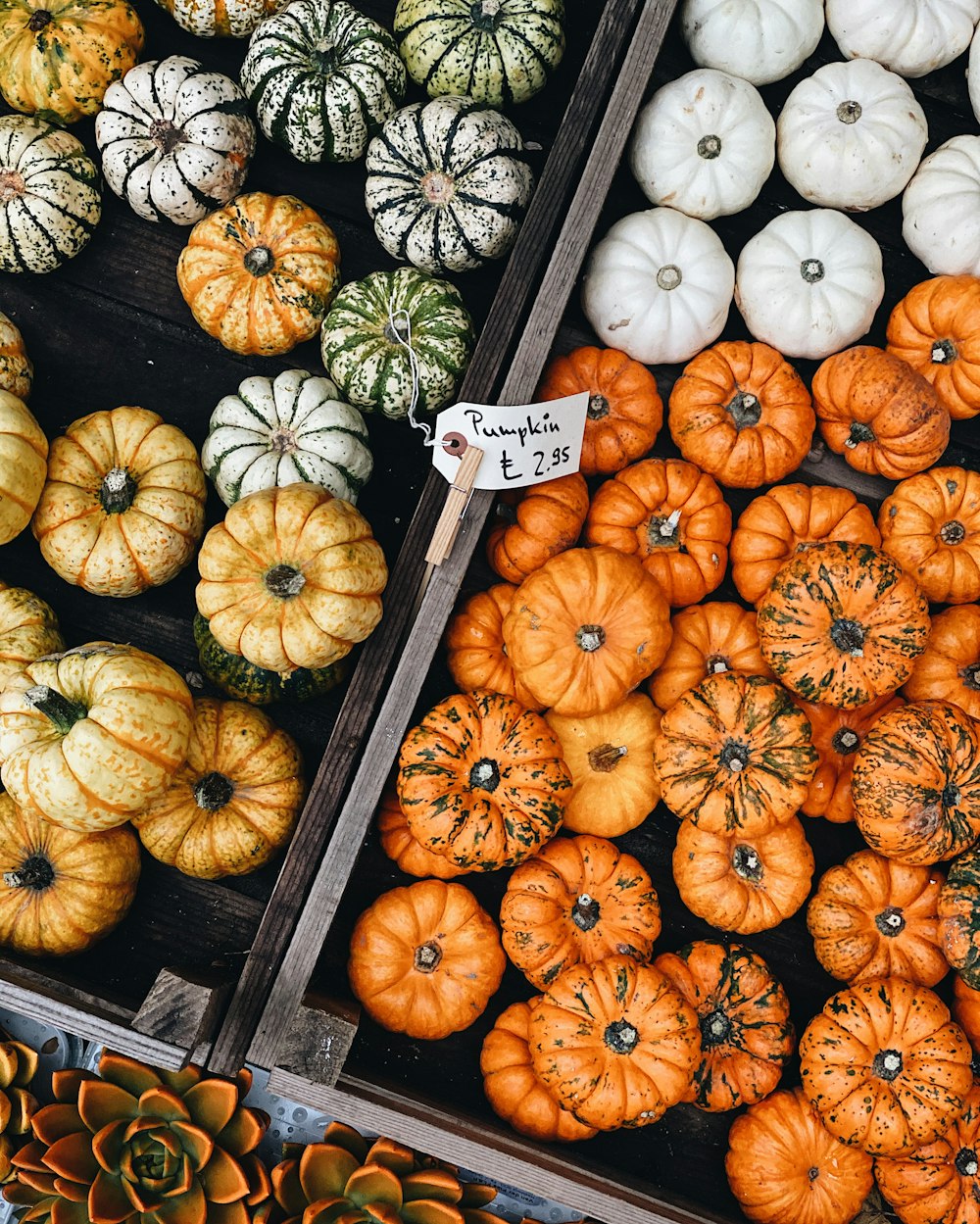 pumpkin lot