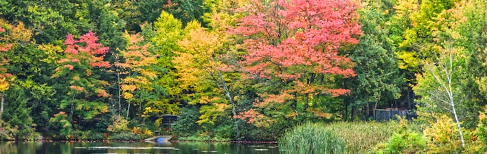 green-and-yellow leafed trees