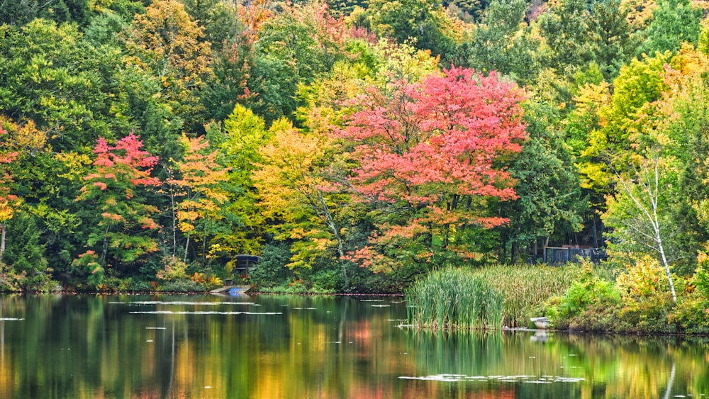 green-and-yellow leafed trees