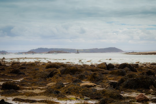 black rocks and green moss in Île-Grande France