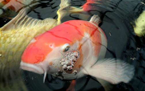Close-up of a vibrant koi fish swimming near a clean, blue Japanese filter mat in a crystal-clear pond.