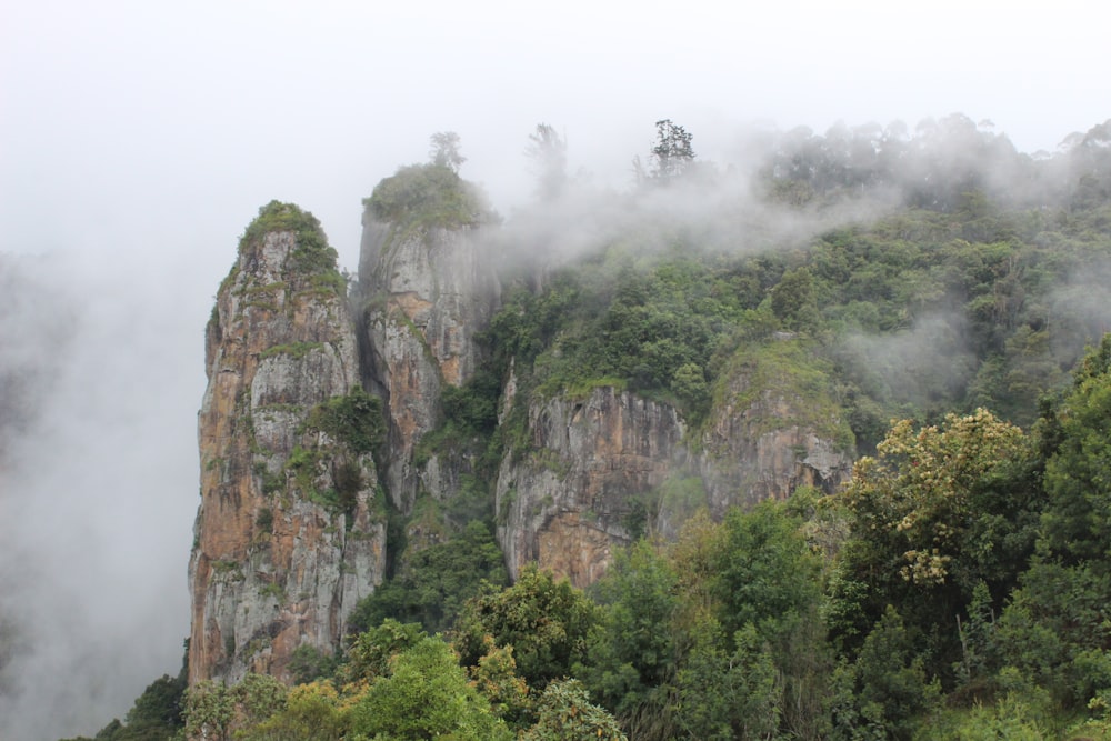 green trees and cliff during daytime