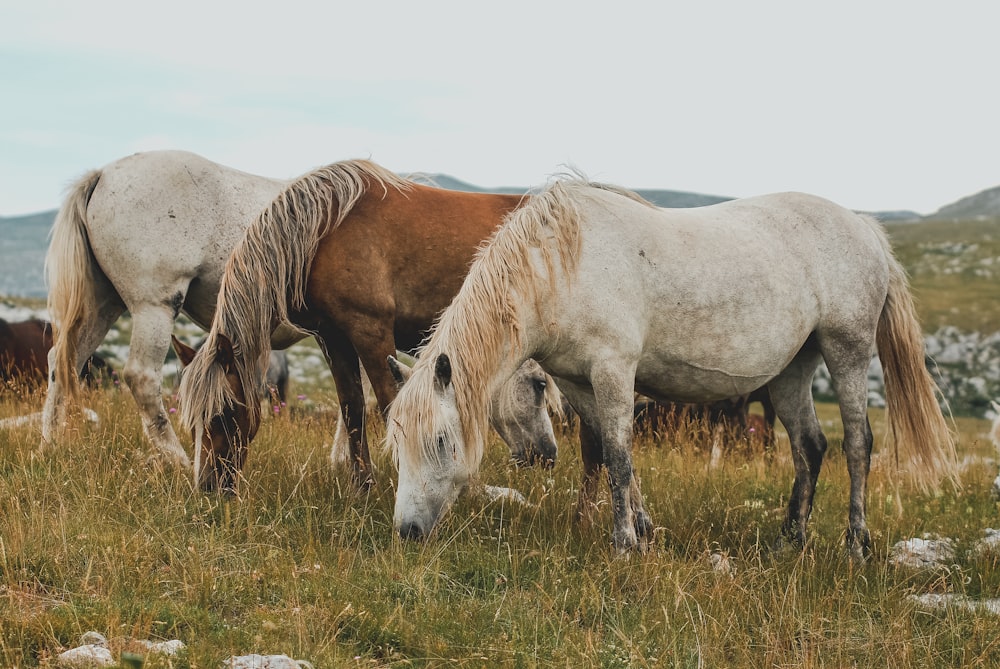 three white and brown horses eating grass