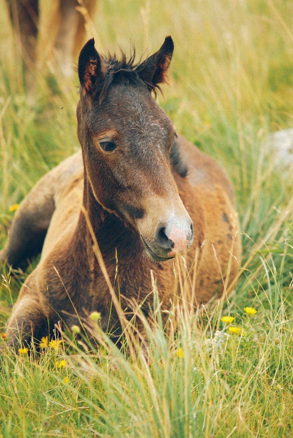 brown coated horse