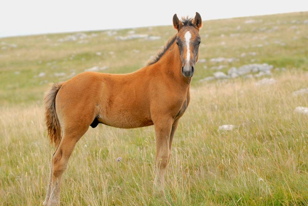photo of brown coated horse on grass field