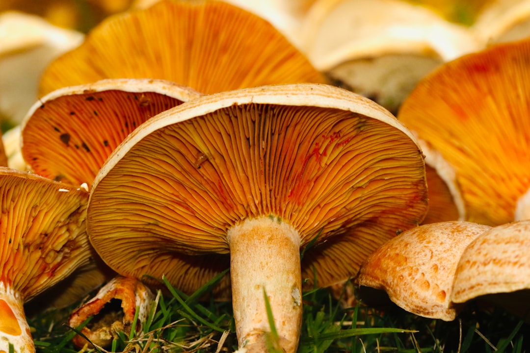 white and brown mushrooms close-up photography