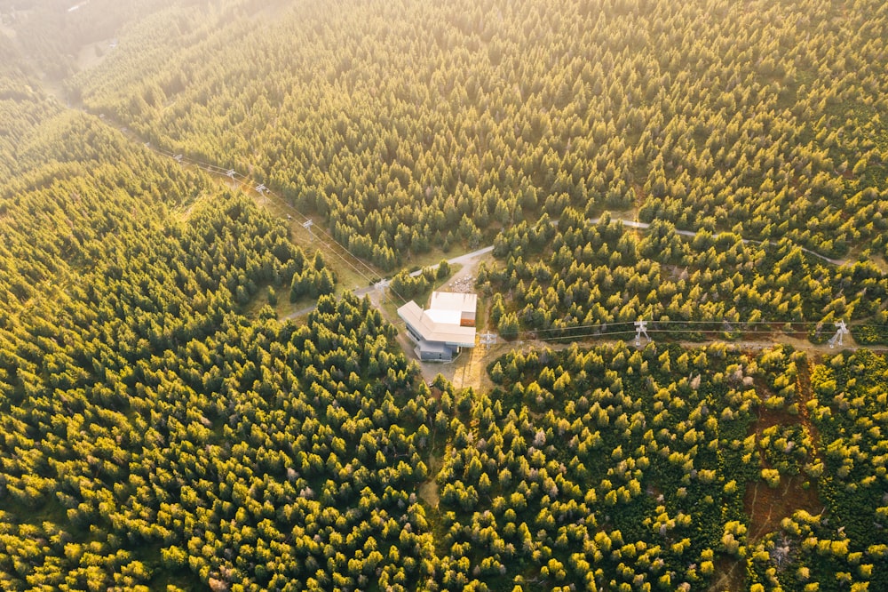 aerial photography of houses surrounded with tall and green trees during daytime