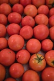 A selection of ripe tomatoes ready for purchase.