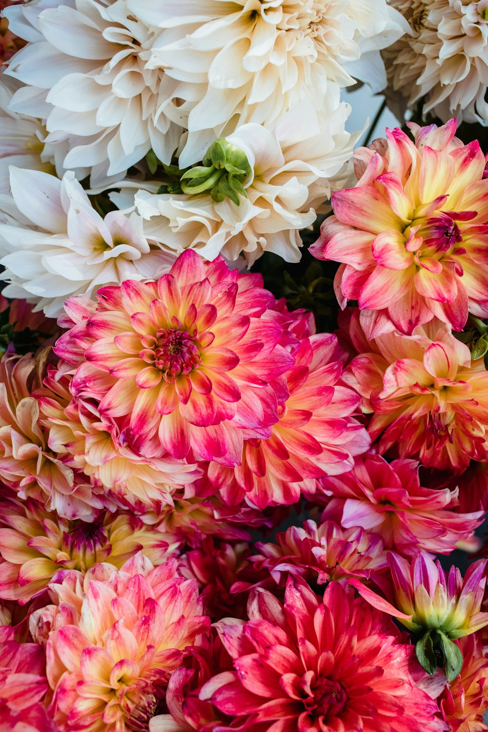 fleurs aux pétales roses et blancs