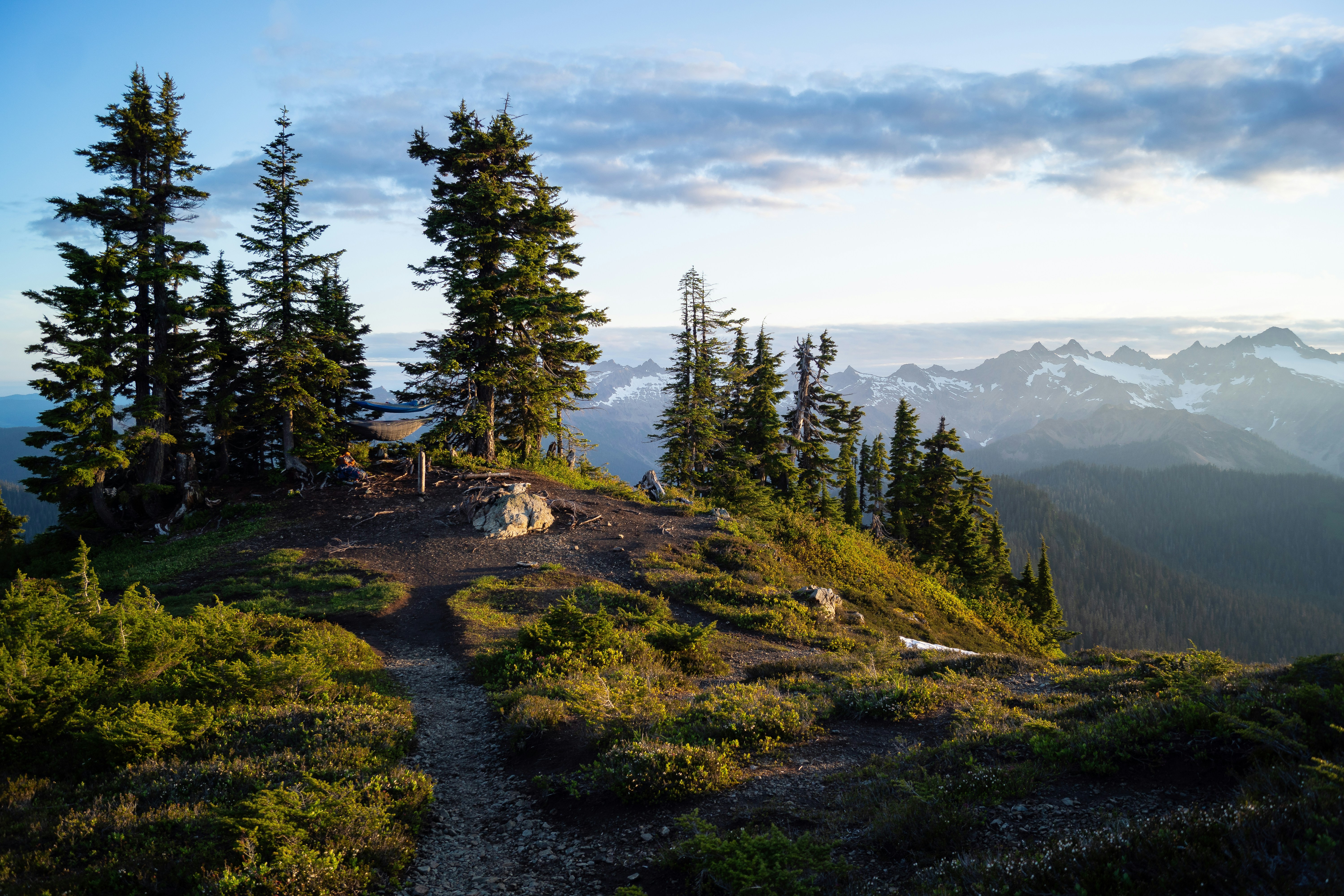 photo of green pine trees on mountain scenery