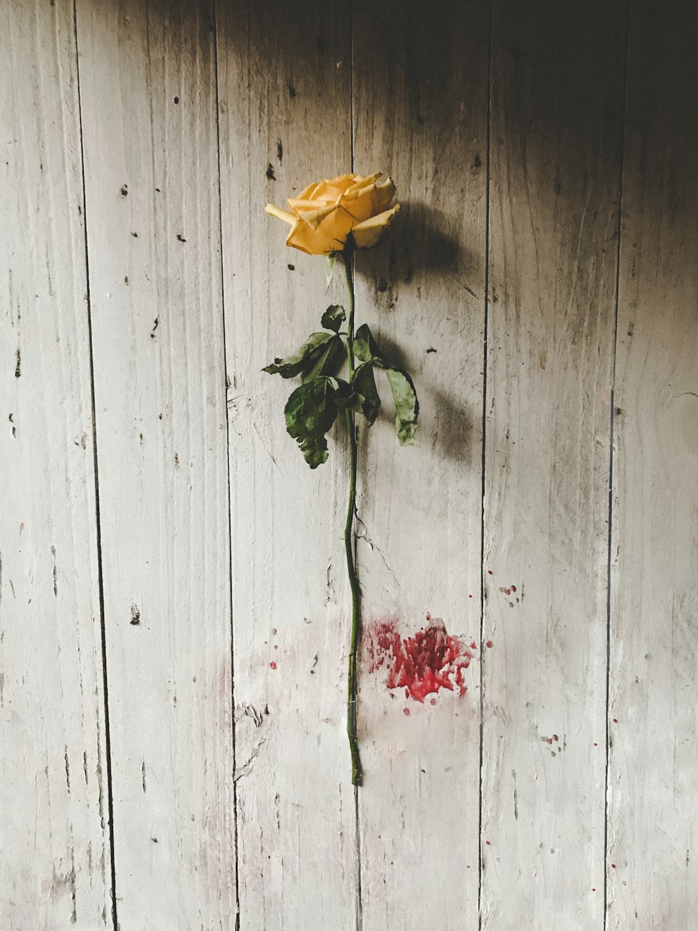 yellow rose on brown wooden surface