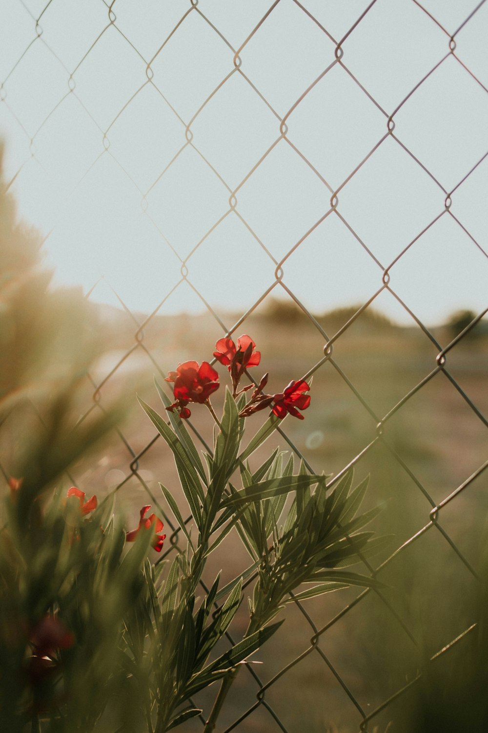 red-petaled flower