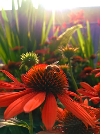 A vibrant close-up of a bee perched on a red coneflower surrounded by lush green foliage. Sunlight filters through the background, creating a warm and lively atmosphere.