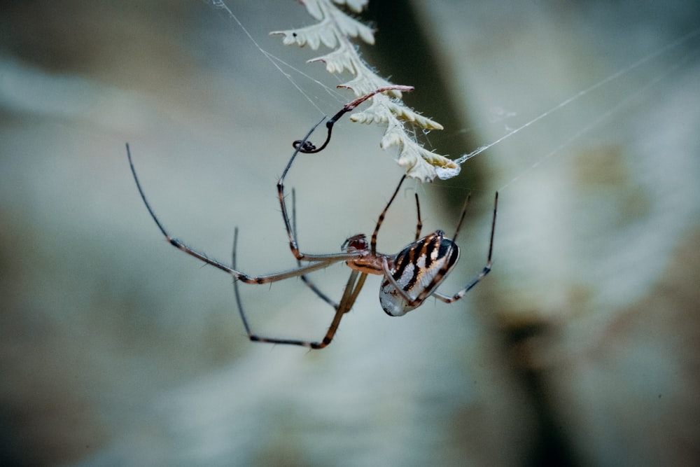 brown spider