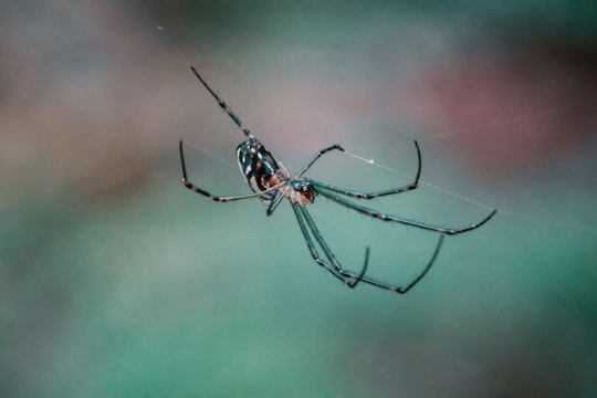 photo of black spider in Dee Why NSW Australia