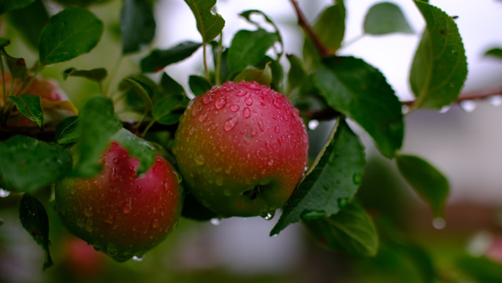 photo of red apples