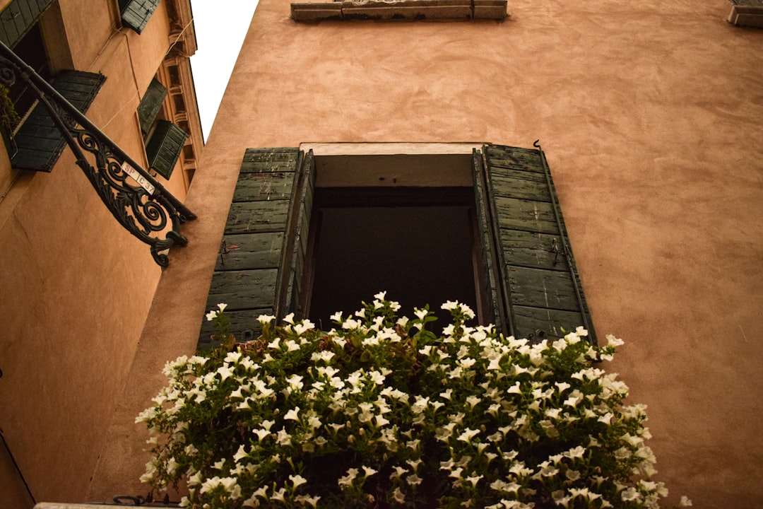 white flowers in front of window