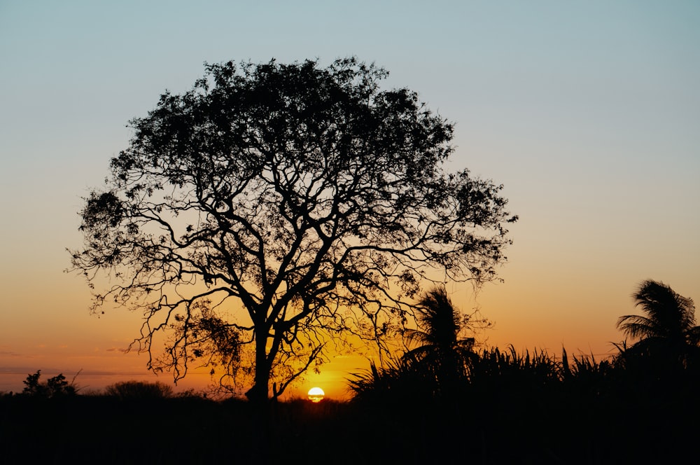 silhouette of tree during golden hour