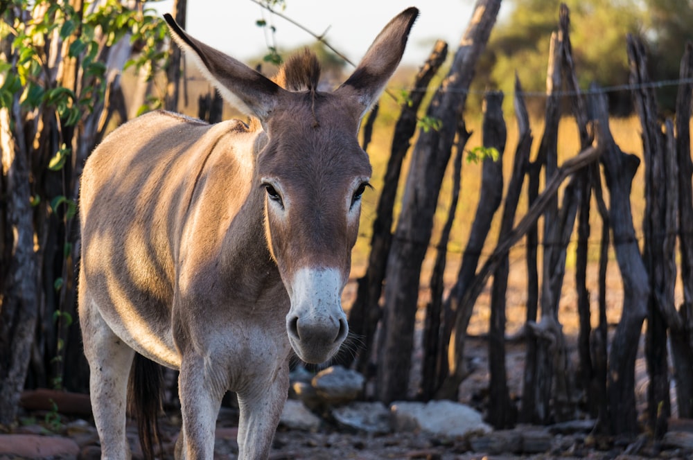 brown donkey during daytime