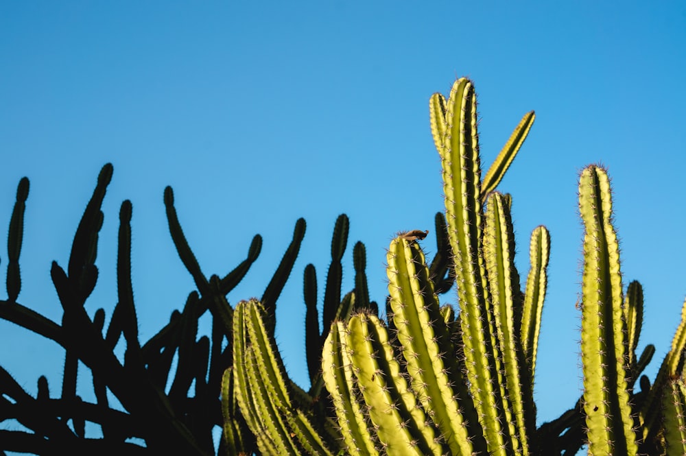 green cactus plant close-up photography