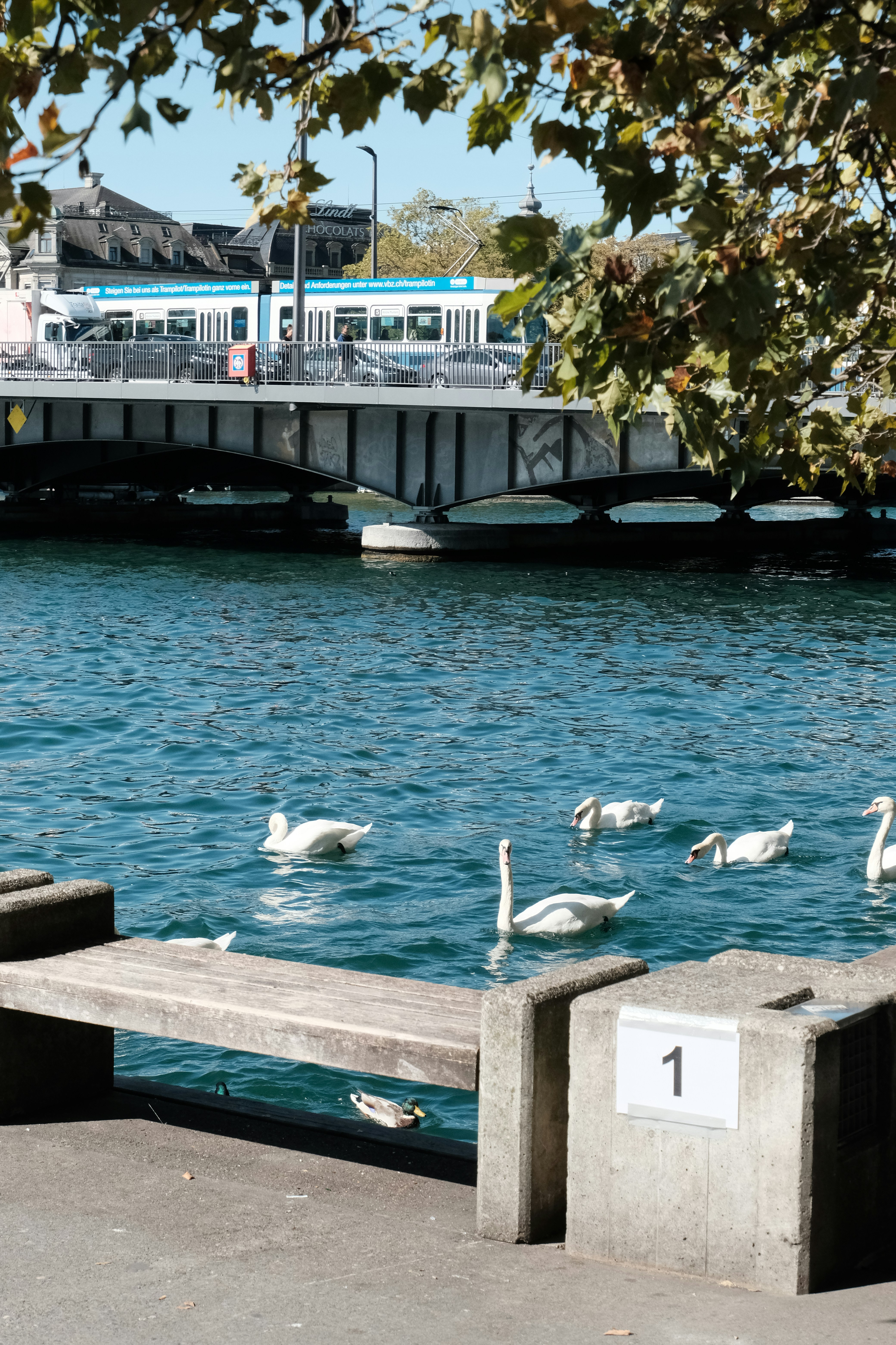 swans floating on body of water near bridge