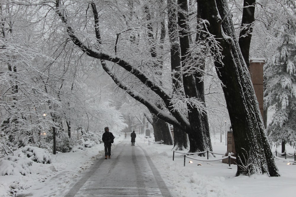 two persons walking on dirt snow covered road near trees during day