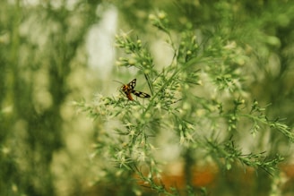 A small insect with vibrant patterned wings is perched delicately on the thin branches of a lush green plant. The background is softly blurred, enhancing the focus on the insect and the plant textures.