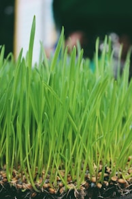 selective focus photography of green sprouts
