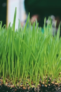selective focus photography of green sprouts
