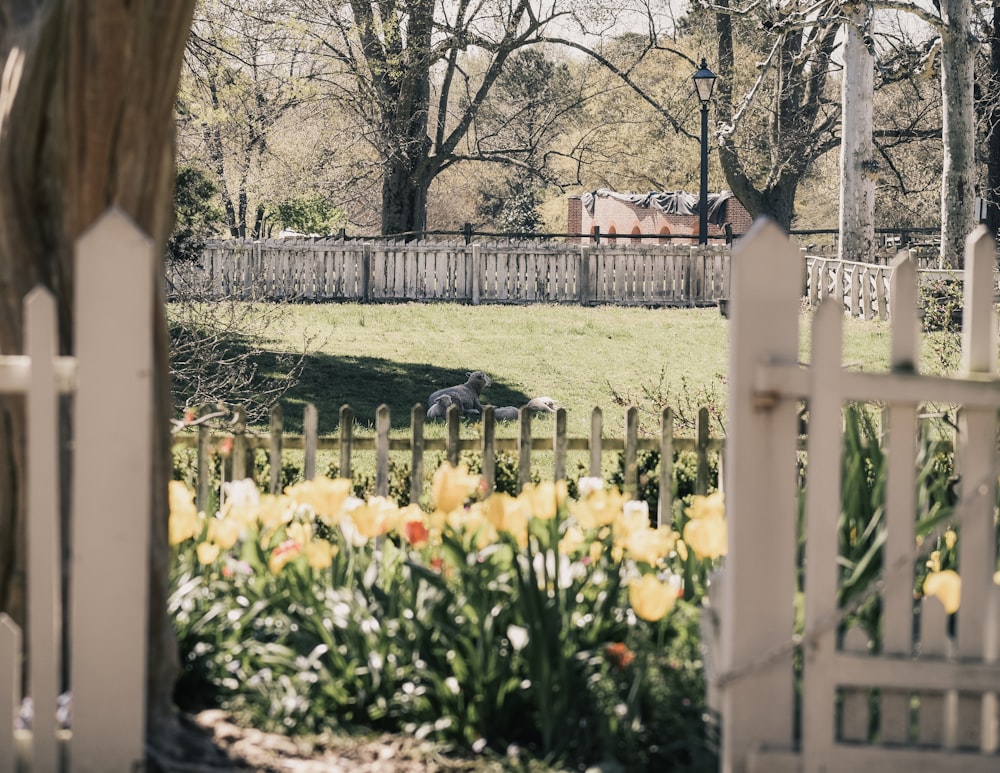 white wooden fence