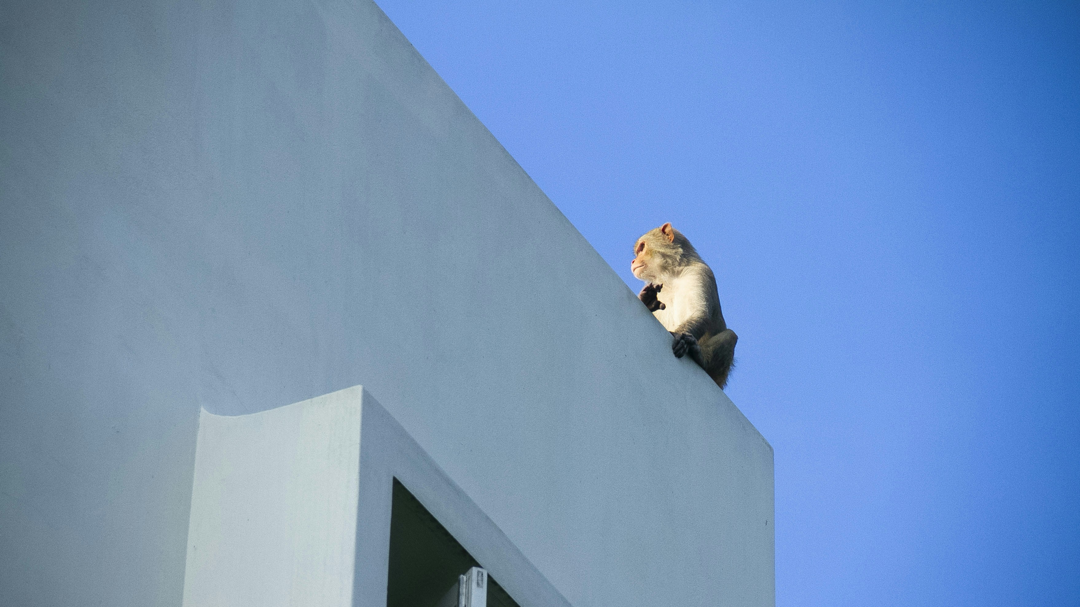 Photo by rakshitrajender