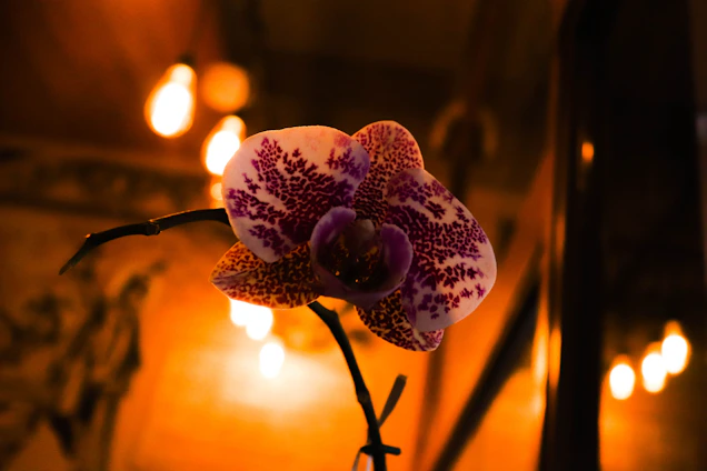 A vibrant orchid bouquet being carefully packed for delivery in a cozy home setting.