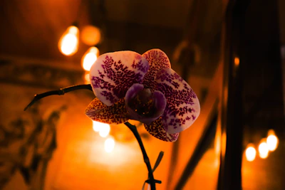 A warm, softly lit portrait of a confident Black woman surrounded by orchids and cozy home decor.
