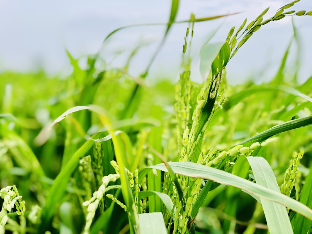 green rice plants