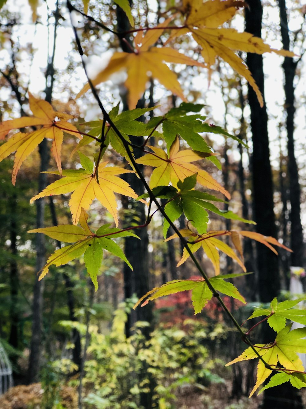 green-leafed plant