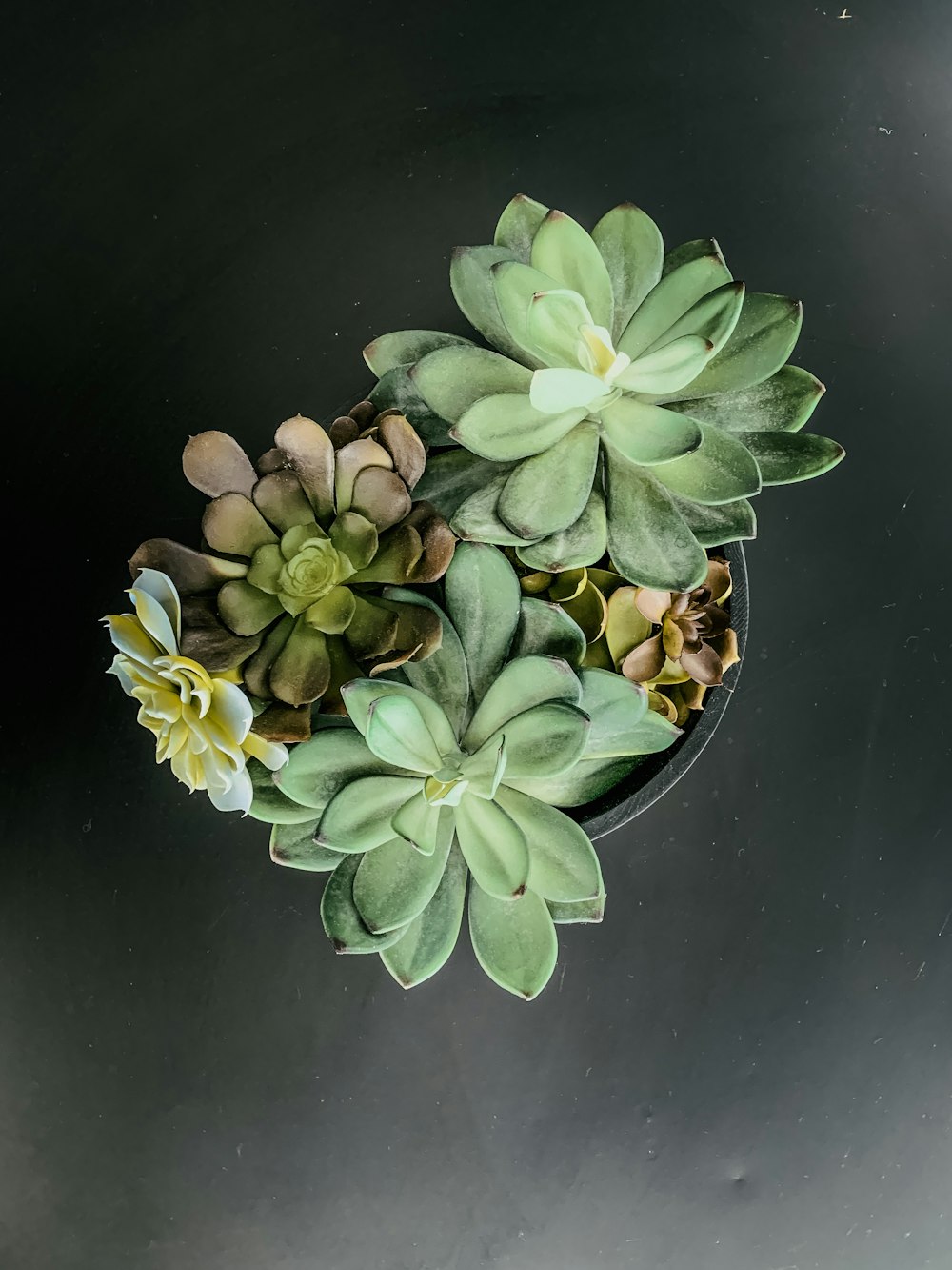 green succulent plants