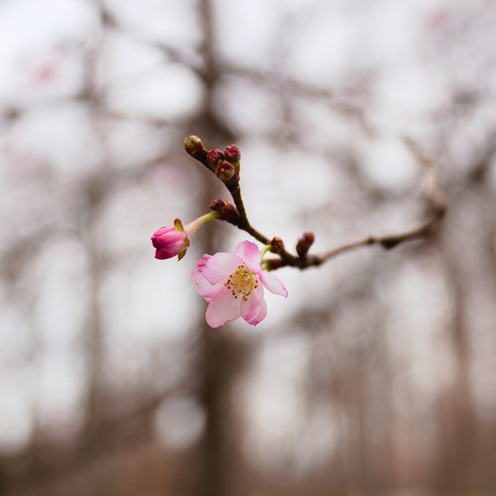 pink petaled flower