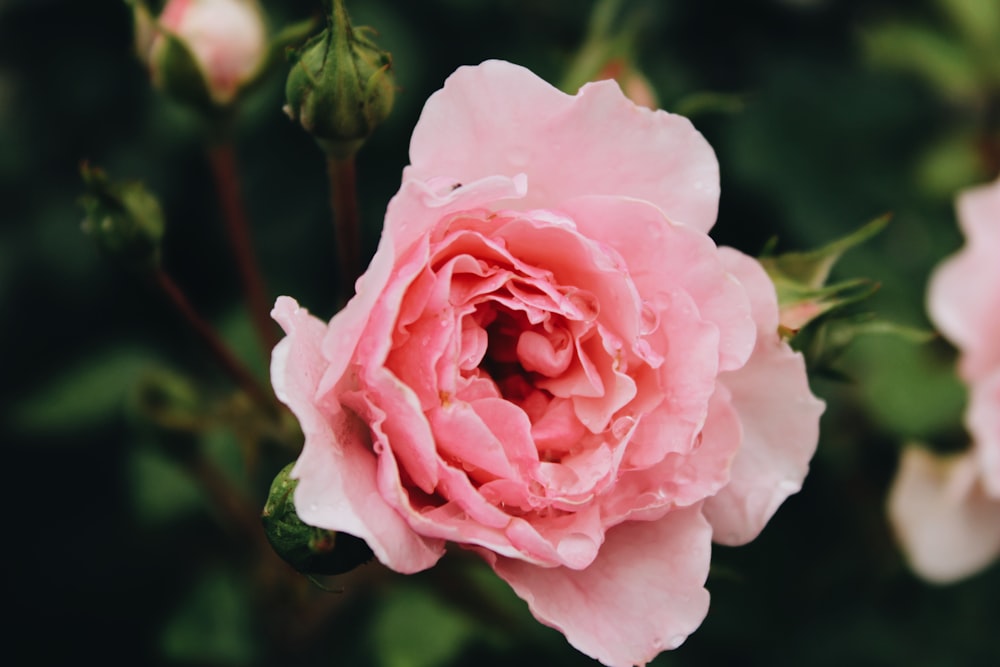 pink petaled flower