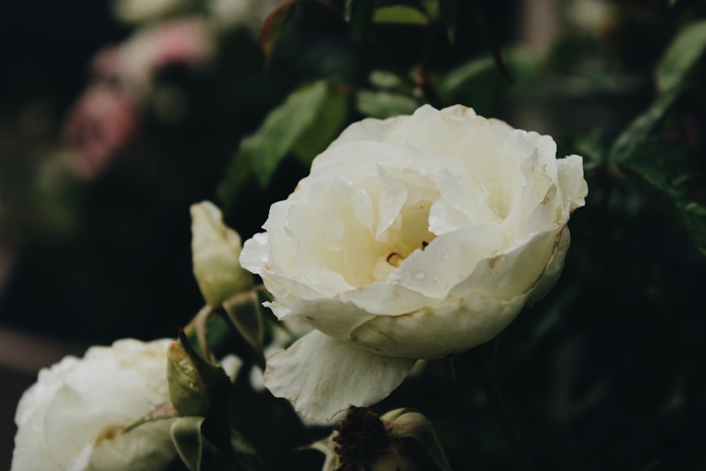 white petaled flowers