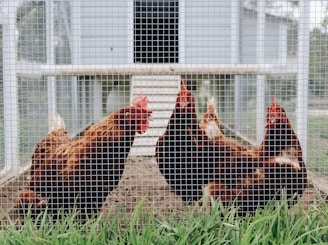 Four chickens with red-brown feathers and bright red combs are enclosed within a wire mesh pen. The ground is bare, and there is a green patch of grass in front. A wooden ramp and a chicken coop are visible in the background.