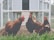 Four chickens with red-brown feathers and bright red combs are enclosed within a wire mesh pen. The ground is bare, and there is a green patch of grass in front. A wooden ramp and a chicken coop are visible in the background.