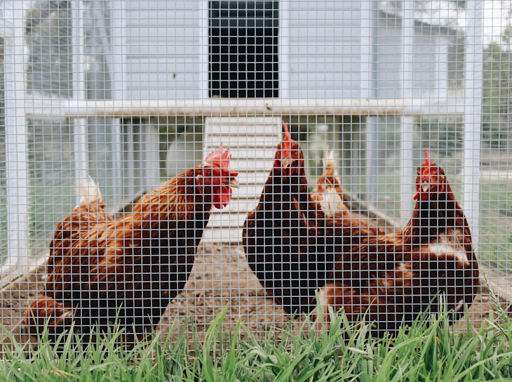 Four chickens with red-brown feathers and bright red combs are enclosed within a wire mesh pen. The ground is bare, and there is a green patch of grass in front. A wooden ramp and a chicken coop are visible in the background.