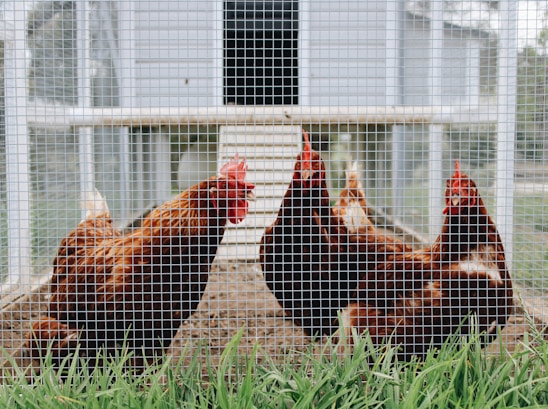 Four chickens with red-brown feathers and bright red combs are enclosed within a wire mesh pen. The ground is bare, and there is a green patch of grass in front. A wooden ramp and a chicken coop are visible in the background.