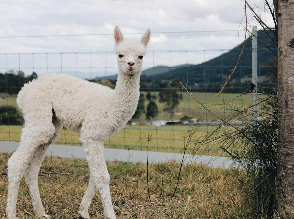 white llama near gray fence