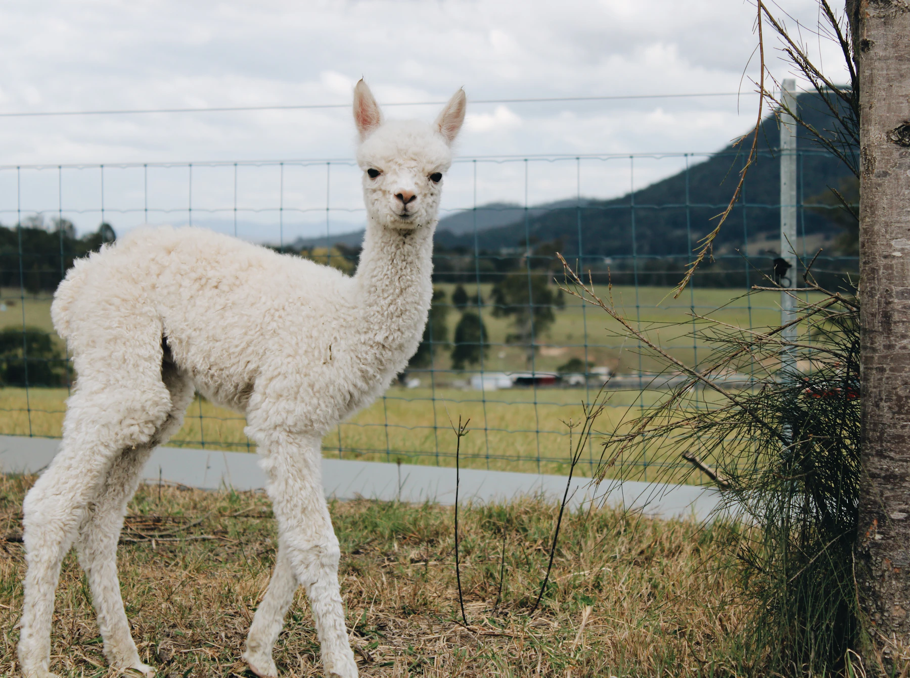A white alpaca cria standing in dry grass beside a woven-wire fence