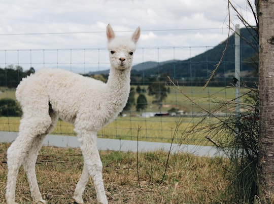 white llama near gray fence in Hunter Valley Australia