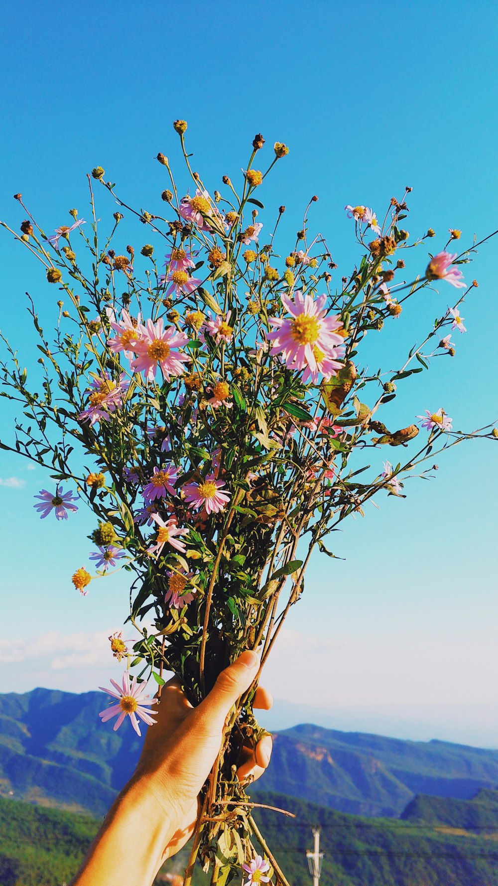 flores de pétalos de colores variados