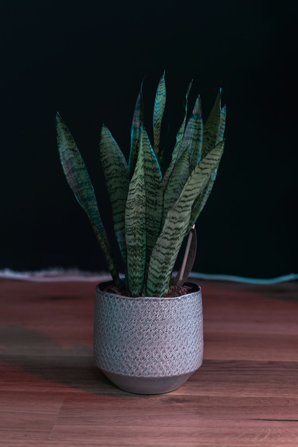 green snake plant