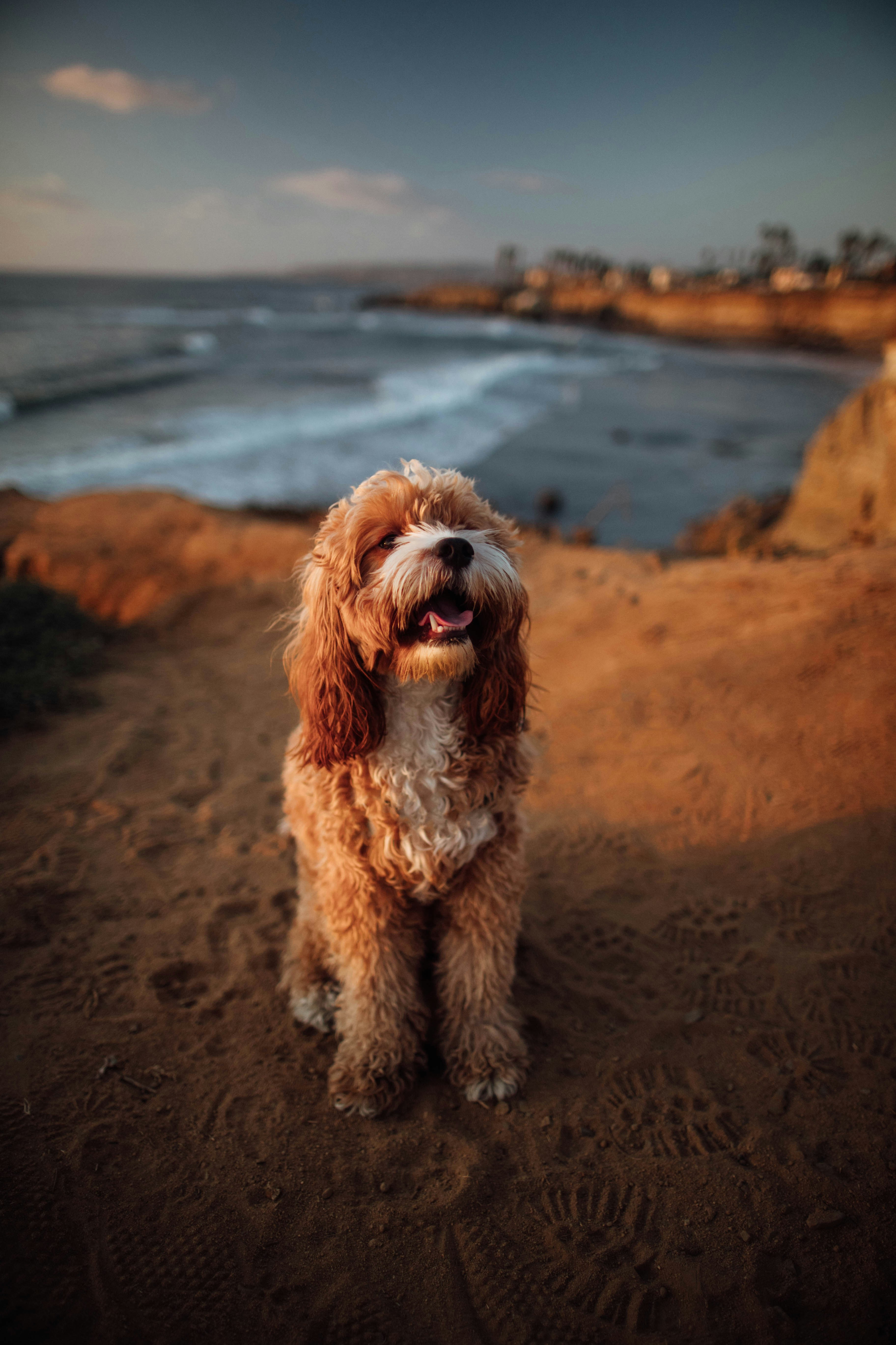 My pup Odie (@odiethecavapoo) enjoying the Sunset Cliffs in San Diego, California